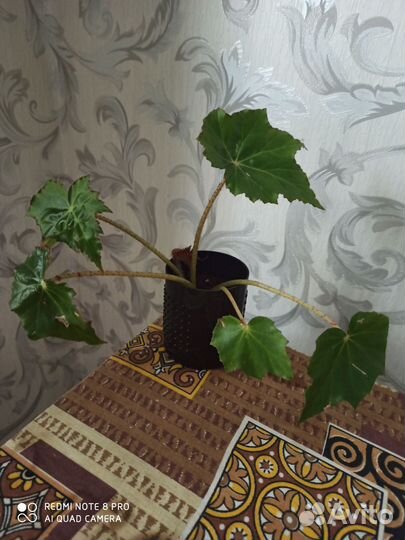 Комнатный цветок бегония