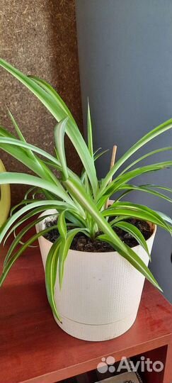 Комнатные цветы