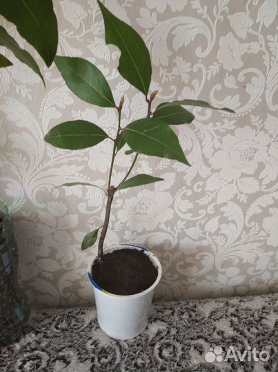 Лавр благородный, лаврушка