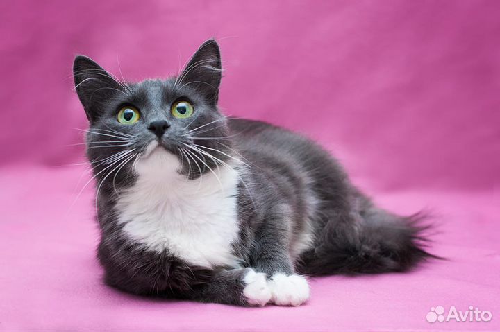 Кошечки сестрички