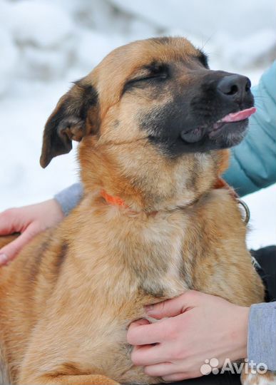 Саванна (собака в дар)