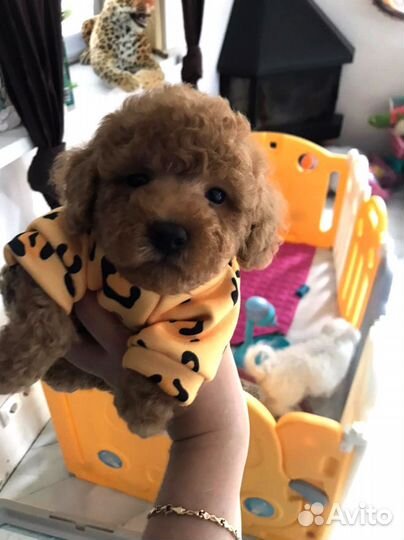 Мальтипу ф1 мини и тедди Малыши