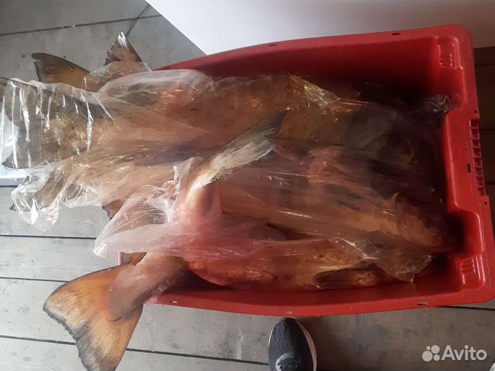 Сёмга дичка свежая