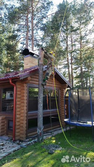 Спилить дерево, обрезать ветки, спиливание