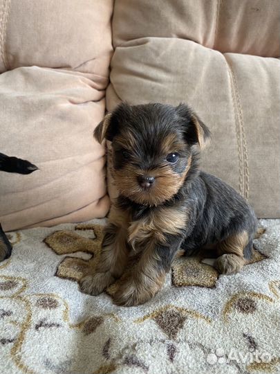 Йоркширский терьер