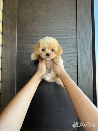 Мальтипу F1 мини мальчик