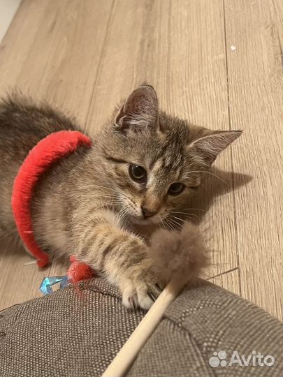 Котенок из приюта, девочка 3,5 месяца