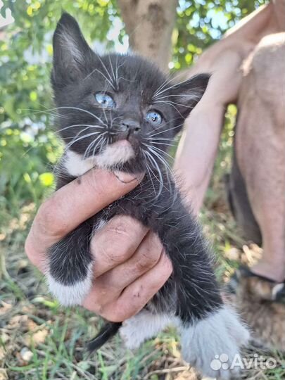 Котенок в добрые руки