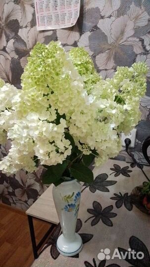 Гортензия метельчатая