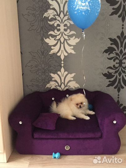 Товары для животных