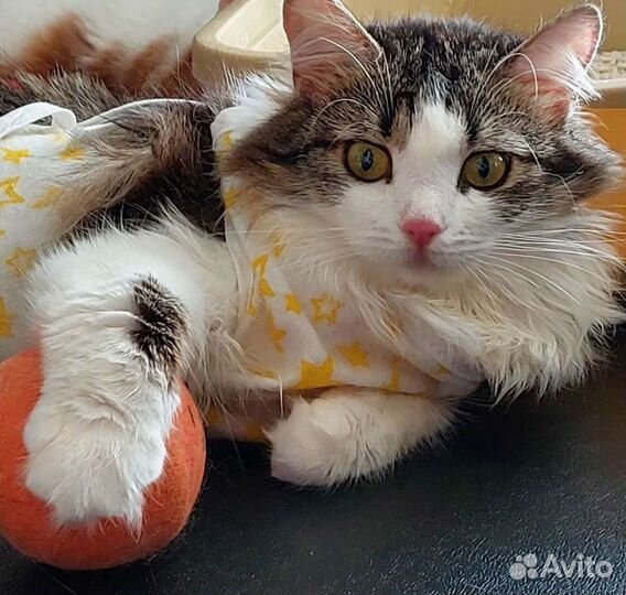 Кошка Айноа, носитель лейкоза, 9 месяцев