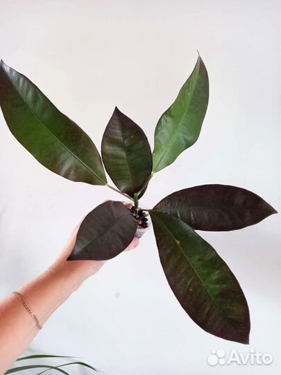 Кротон миссис Айстон