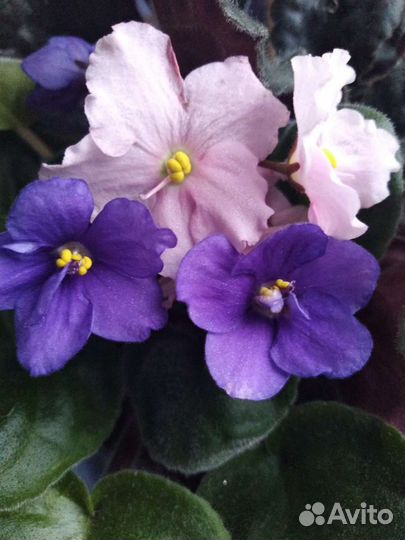 Сансевиерия Ханни, фиалка