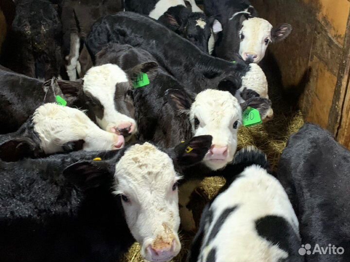 Бычки новый завоз