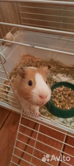 Морская свинка с клеткой бесплатно