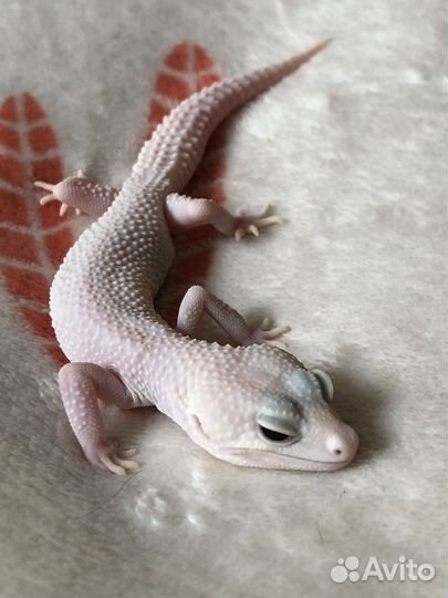 Эублефар super snow diablo