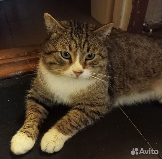 Ласковый спокойный домашний Яша 5 лет ищет дом