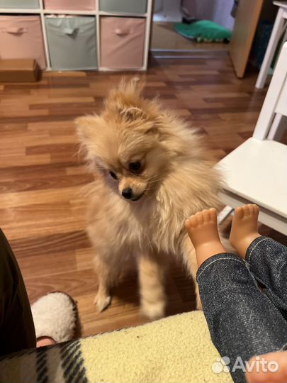 Померанский шпиц мини