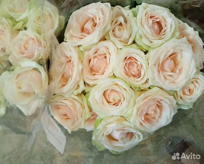 Цветы оптом и в розницу