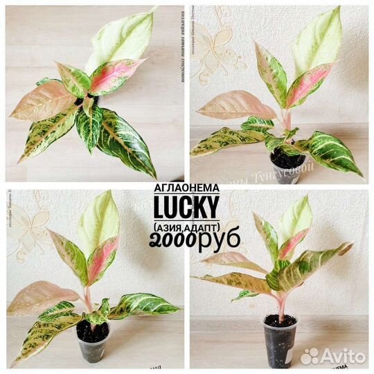 Аглаонемы Азия, адапты