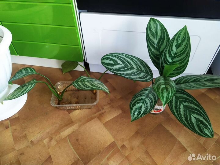 Цветы комнат. в горшках и ростки