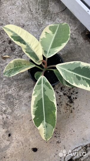 Фикус дошери