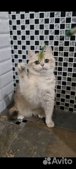 Голубая девочка