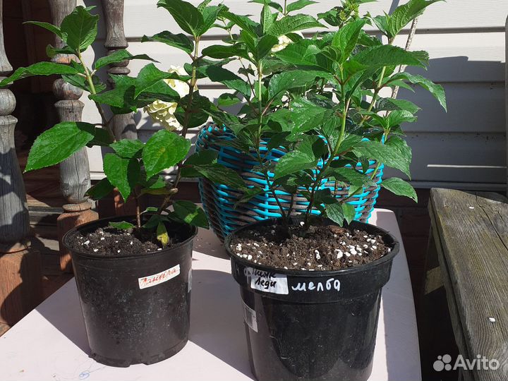 Саженцы метельчатой гортензии