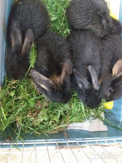 Продам крольчат