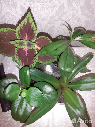 Комнатные растения