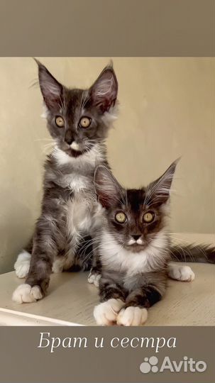 Шикарные котята с документами