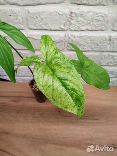 Комнатные цветы сингониумы