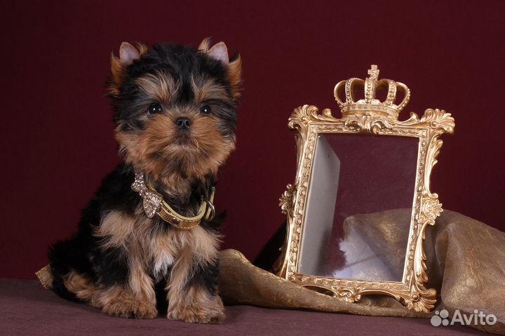 Йоркширские чудо-детки кокетки РКФ