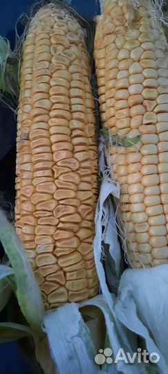 Кукуруза 2ой сорт