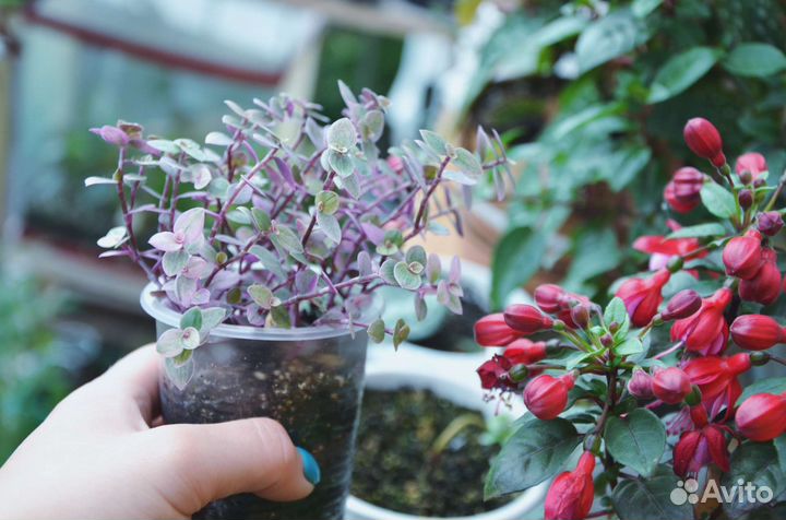 Коллизия розовая пантера