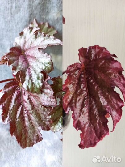 Бегонии королевские,декоративнолиственные