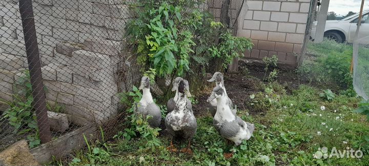 Живая птица: гуси и утки домашние,разных пород