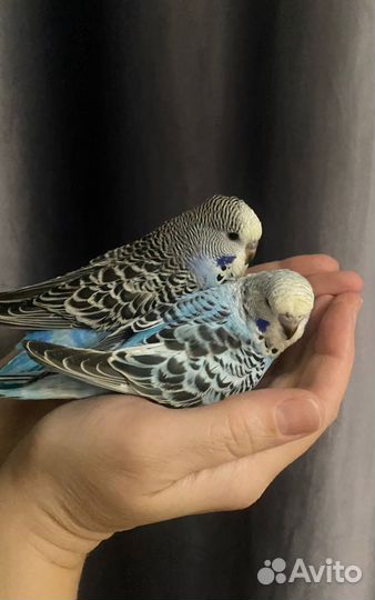 Волнистые попугаи птенцы получехи