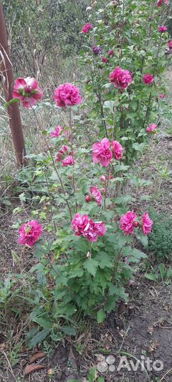 Гибискусы махровые