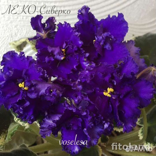 Фиалка детки