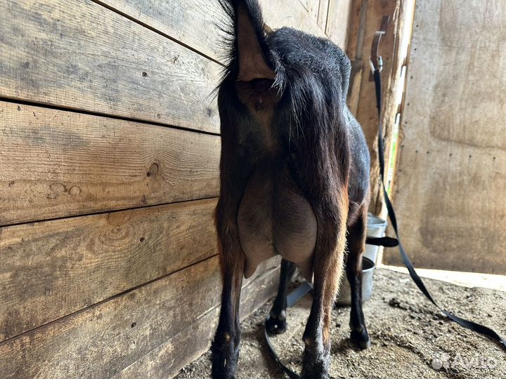 Альпийская дойная и нубийская козочка