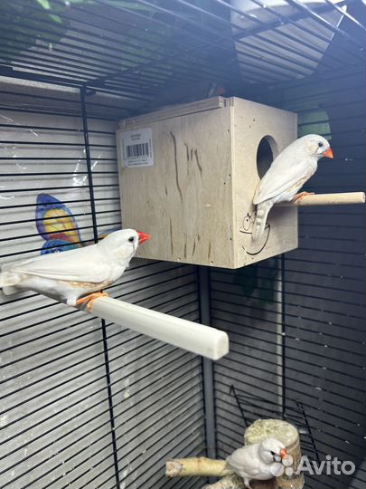 Зебровые амадины