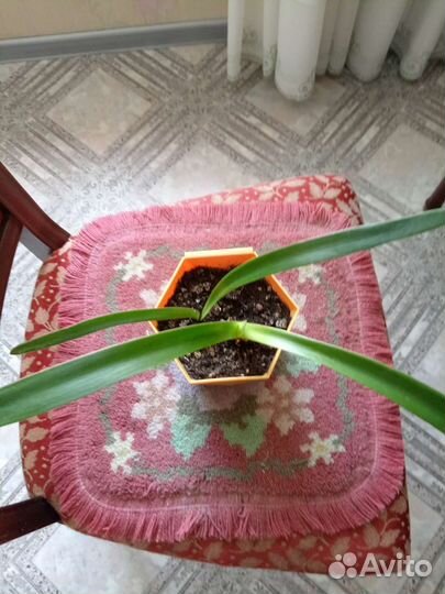 Гиппеаструм