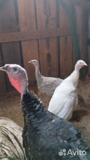 Индюки домашние возраст 4 месяца