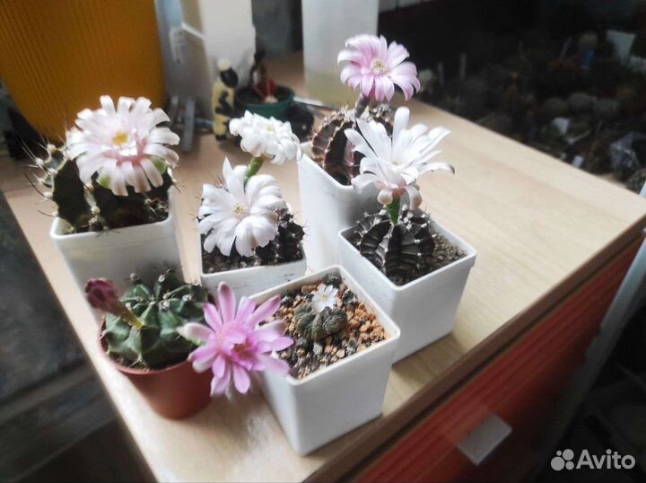 Кактус гимнокалициум Михановича