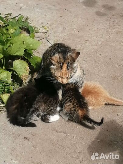 Котята крысоловки бесплатно