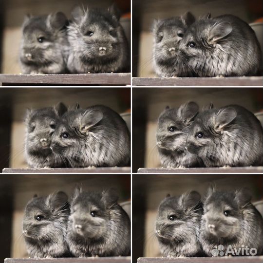 Ручные шиншиллы ангоры девочки