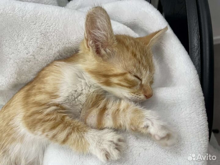 Котенок девочка в добрые руки