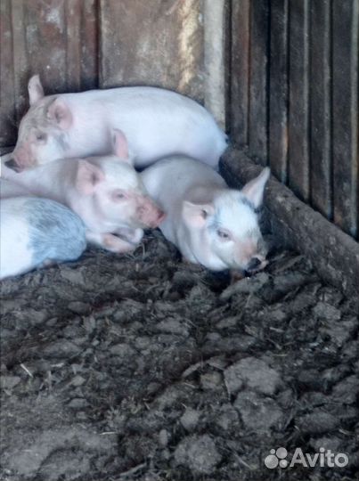 Поросята Русская белая-Пьетрен Макстер