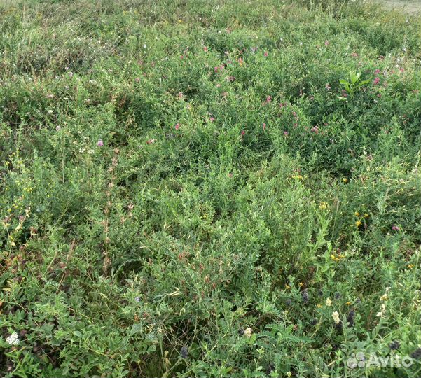 Сено в Тюках